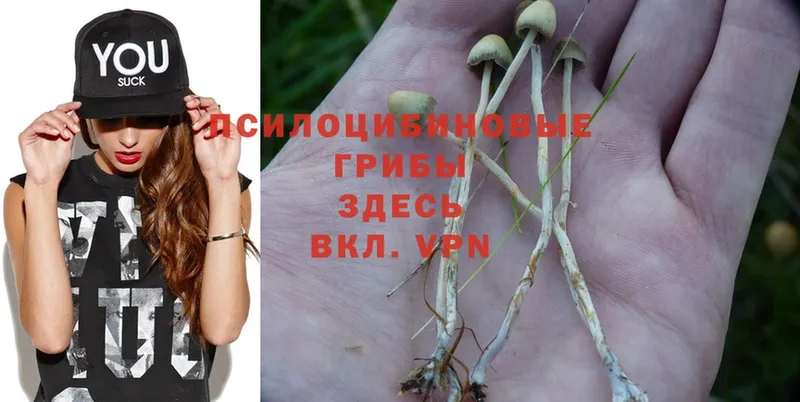 Псилоцибиновые грибы Psilocybe  ОМГ ОМГ онион  Орлов 